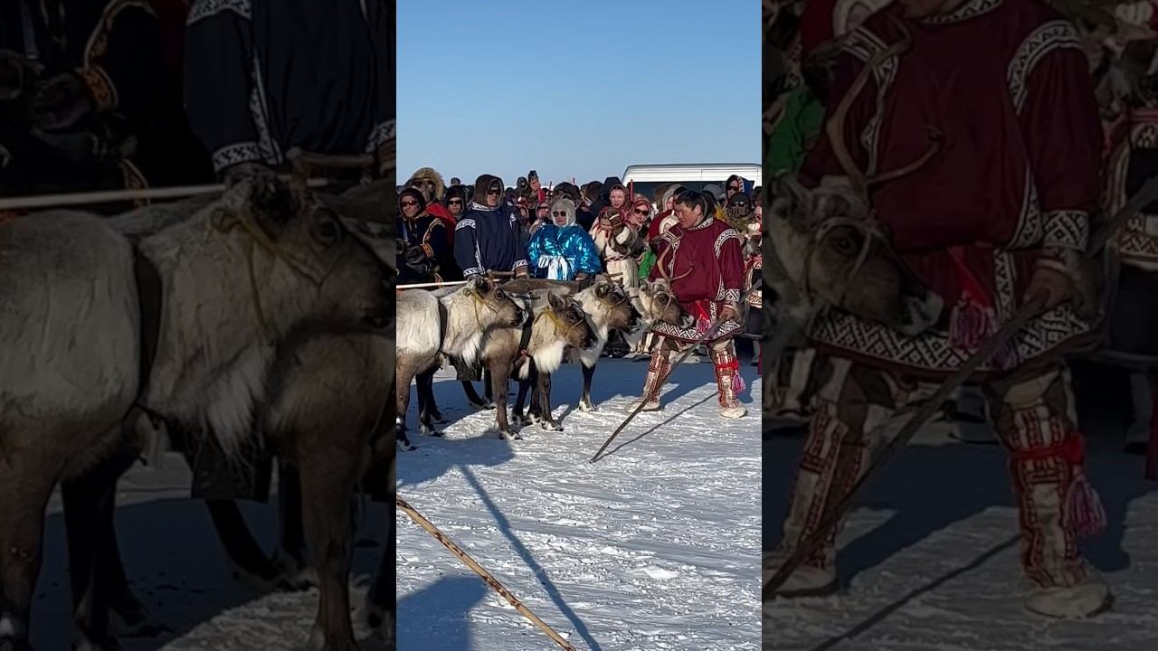 Гонки на оленьих упряжках