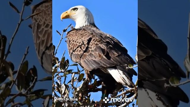 I Photograph Raptors!