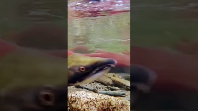 Salmon Fish #fishhunting #fishingvideo #fishing #fish #fishcatching #salmon #sockeye