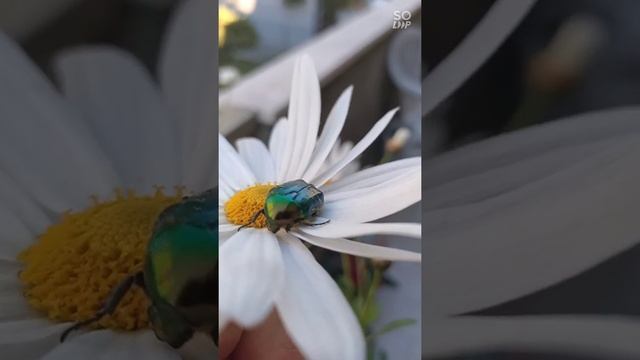 A big beetle for a big daisy, Scarabeo beetle cetonia aurata