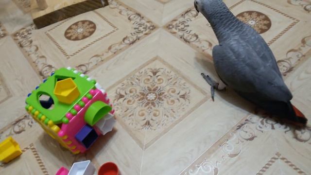 Жако Снежа. Новая игрушка.