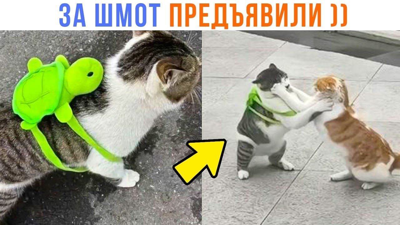 📹 КОТ ПРОСТО ШЁЛ ДОМОЙ С ТРЕНИРОВКИ ))) | Приколы с котами | Мемозг 1539 
👤 #Alexey_Sova