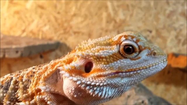 4 Month old red Bearded Dragon - cute baby pogona vitticeps - Bartagame