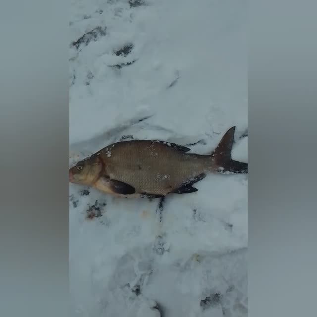 15.01.2025 Одна из не совсем удачных рыбалок. Шмаково. Река Десна.