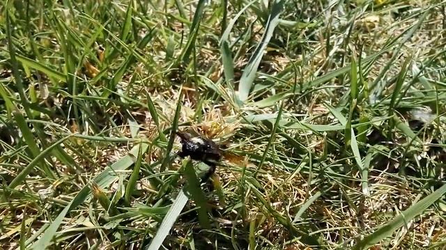 Angry Carpenter Bee