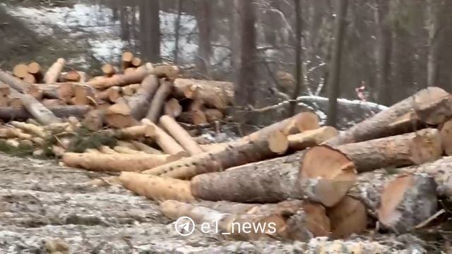 Обратилась обеспокоенная читательница: она сообщила, что Парк лесоводов России активно вырубают.