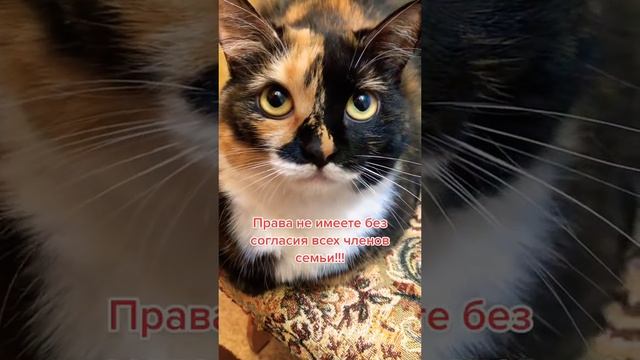 Когда подслушала разговор кожаных… 🙀😼😾#shots