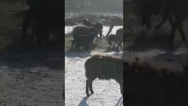 влюбилась в курдюк