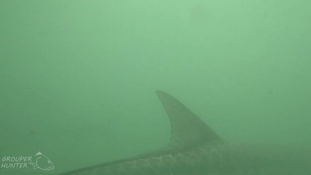 GoPro Underwater Video of Tarpon, Shark, and other Fish in the Florida Keys