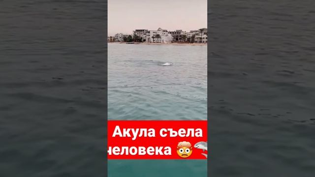 Акула съела человека в Египте 🤯🦈 #акула #shark #египет