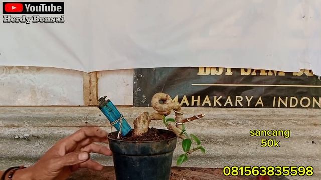 bahan bonsai || sancang mini