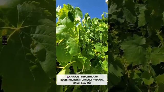 Виноград