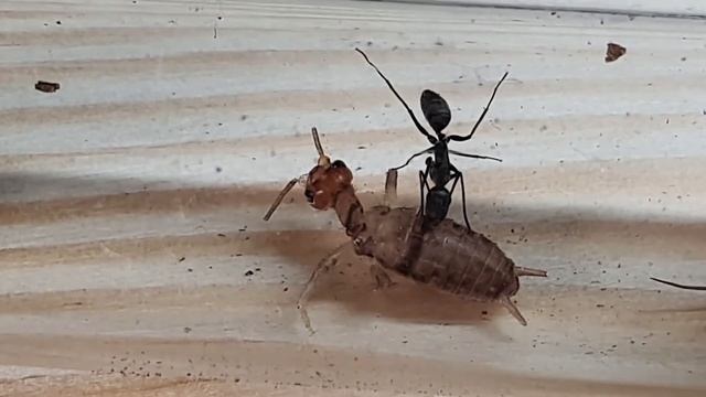 🐜 Camponotus auriventris & świerszcz