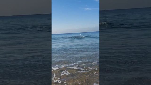 Анапа дельфины #море #пляж