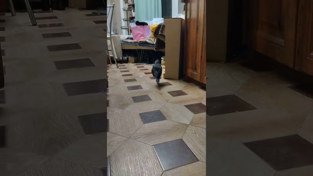 Галка Благоустраивает Гнездо