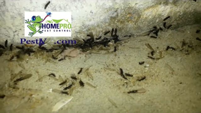 Flying Termites or Termites with Wings: Chesapeake, Norfolk, Virginia
Beach, VA| HomePro Pest Contr