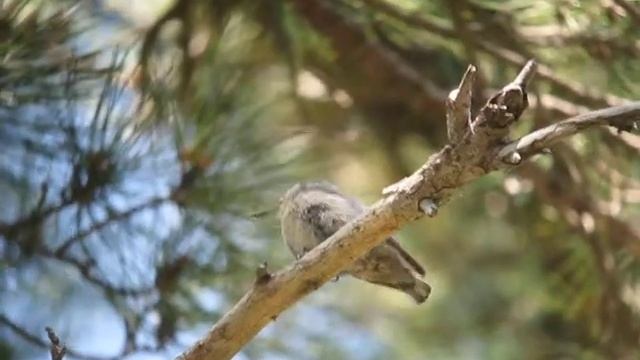 Corsican Nuthatch - Sitta whiteheadi is perching on a branch