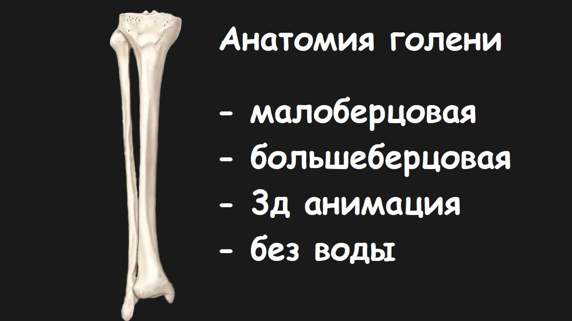 АНАТОМИЯ ГОЛЕНИ - БОЛЬШЕБЕРЦОВАЯ И МАЛОБЕРЦОВАЯ КОСТИ