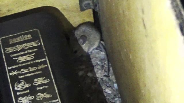 Кто прячется под газовой плитой