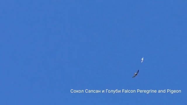 СОКОЛ САПСАН ПОЙМАЛ ГОЛУБЯ!!!THE PEREGRINE FALCON CAUGHT A PIGEON!!!