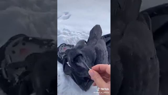 Умный ворон Гоша выполняет команды