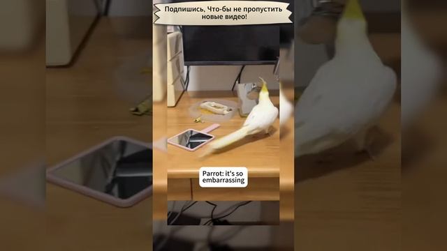 Наглые птици