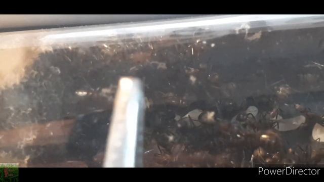 Za dużo aktualizacji😯- Formica, Myrmica, Camponotus i Lasius