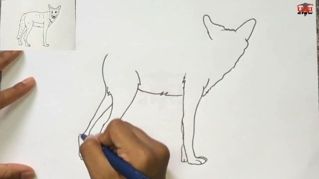 How to Draw a Coyote Easy Drawing Step by Step | Coyote Sketch Art for Beginners | Simple Outline