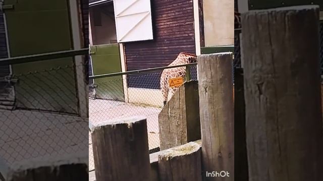 #giraffe #amazing #shorts #viral #attractive #zoo