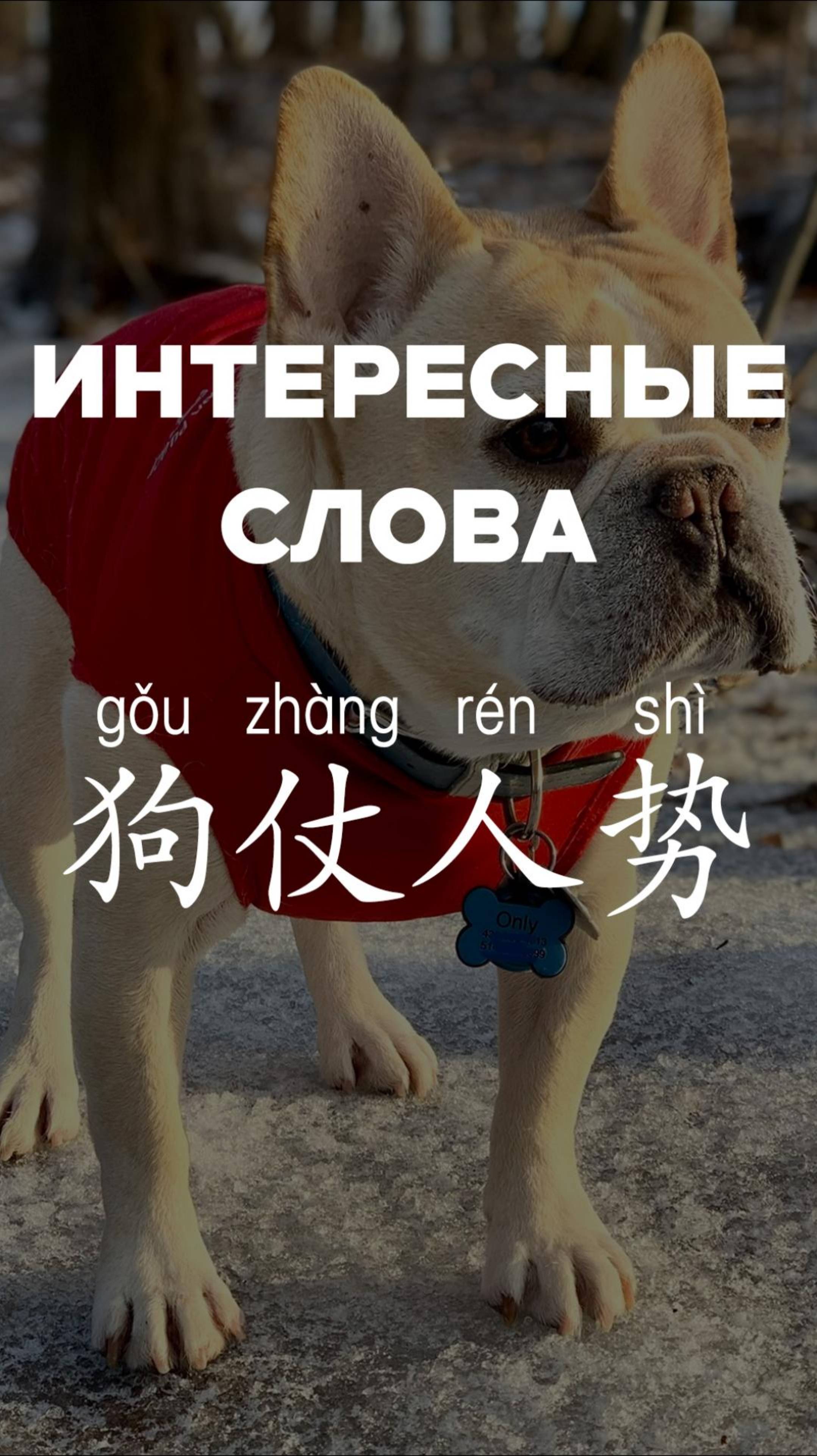 Интересные слова：狗仗人势