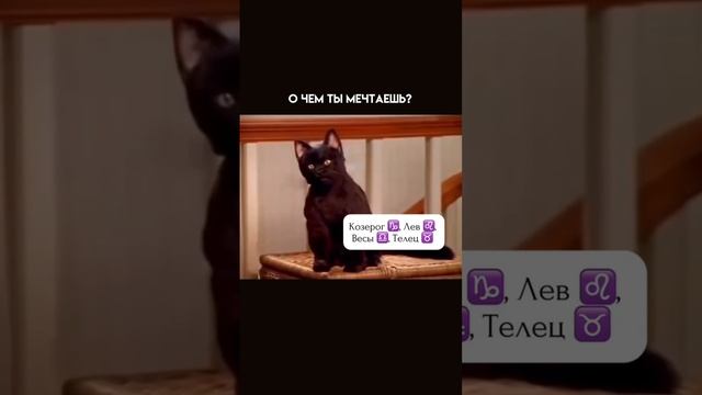 Жиза?