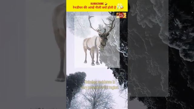 raindeer eyes change colour | raindeer eyeballs turn blue in winter #shorts #ytshorts #factzedz