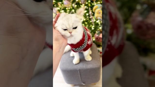 шотландская вислоухая шиншилла, моя Миюта😻 #шиншилла #шотландскаякошка #шотландскаяшиншилла