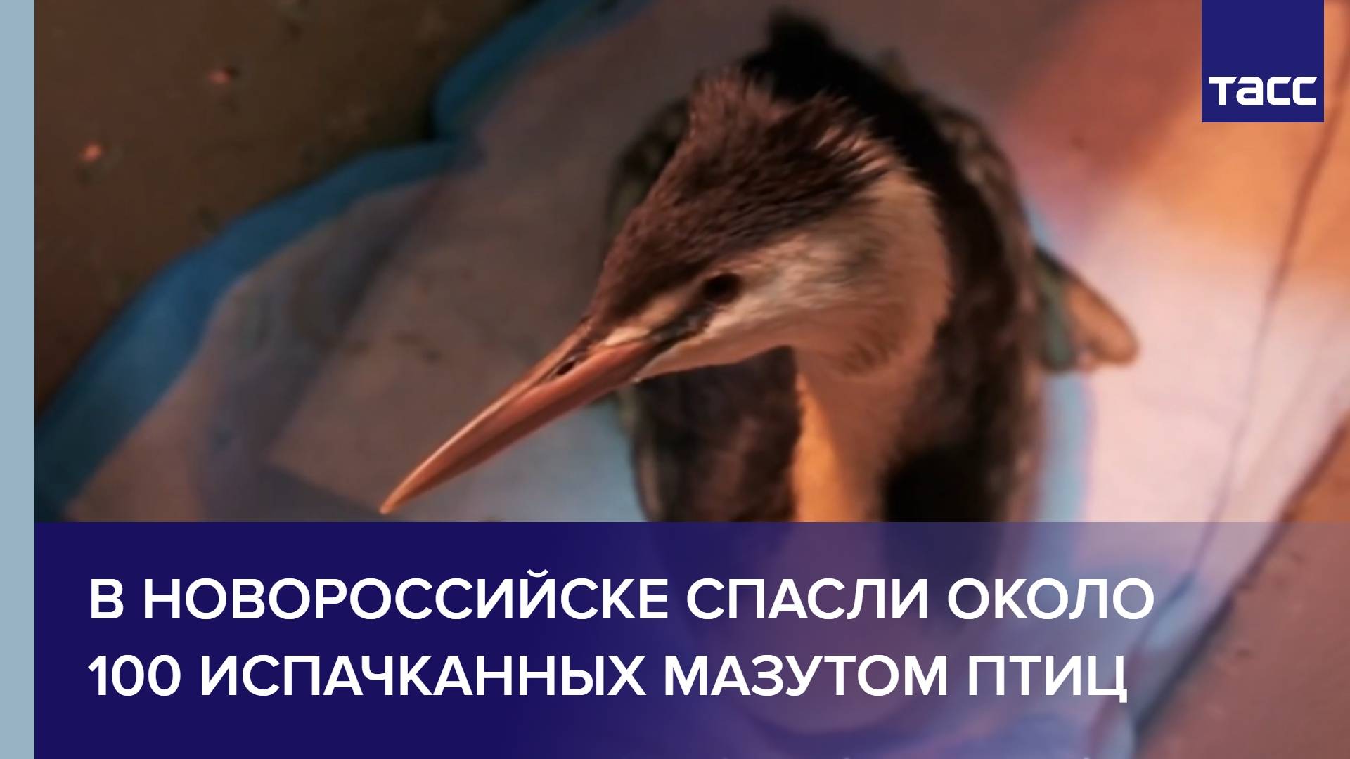 В Новороссийске спасли около 100 испачканных мазутом птиц