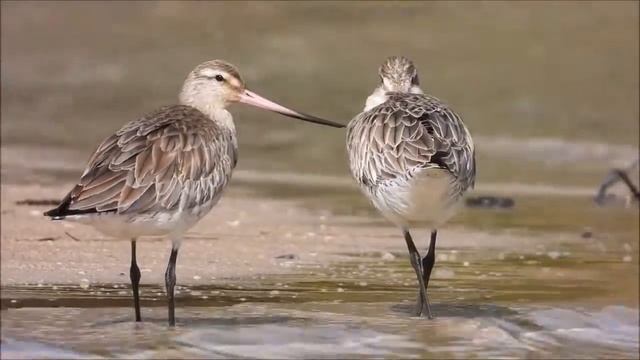 Bar tailed godwits displaying rhynchokinesis  or upper bill mobility