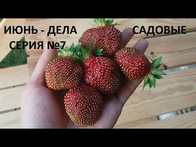 Июнь - дела садовые серия № 7