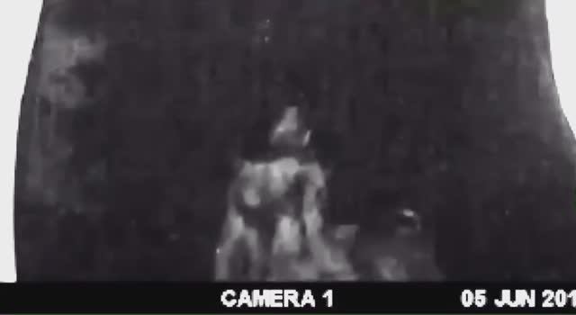 Расхаживающий Мимо Палатки Бигфут