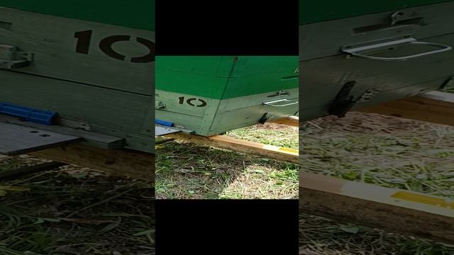 #хоббипчеловодство