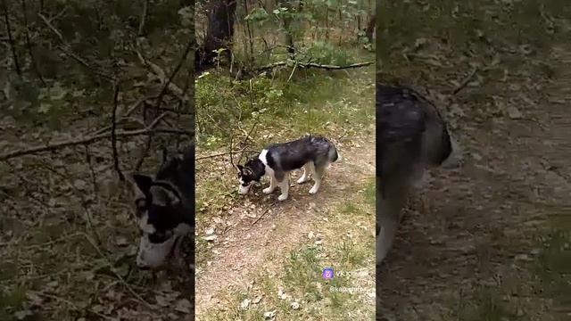 Прогулка в лесу 💚🌲🌳🍄🟫