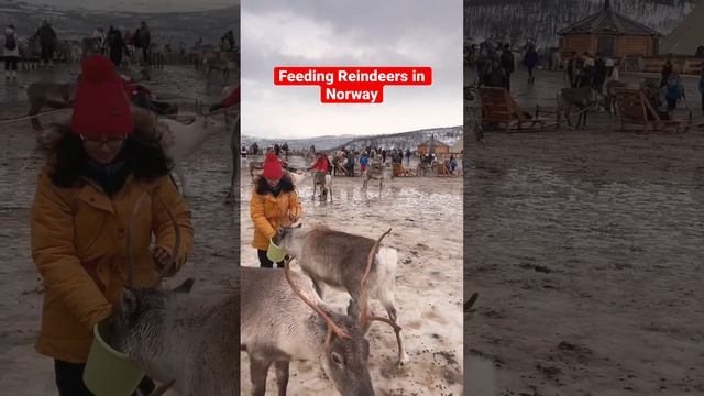 Feeding Reindeers in Tromso #shorts