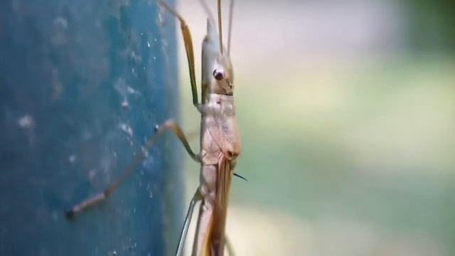 What a Seed Bug look like? that you never seen before