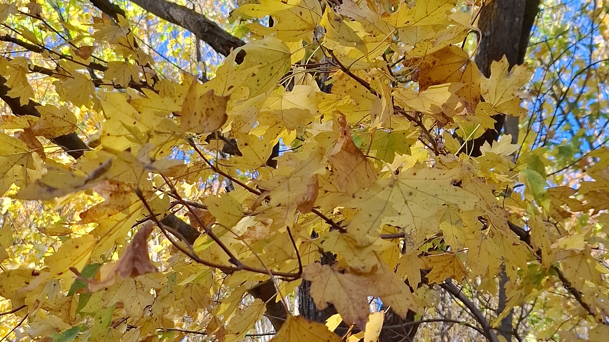 Осень,она недавно была!