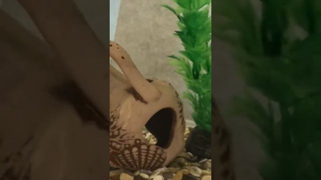 Рыбки петушки содержание и уход