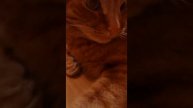 Рассказ моего кота Мурзика😊😊😊😊