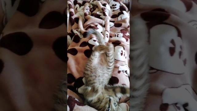 Милота