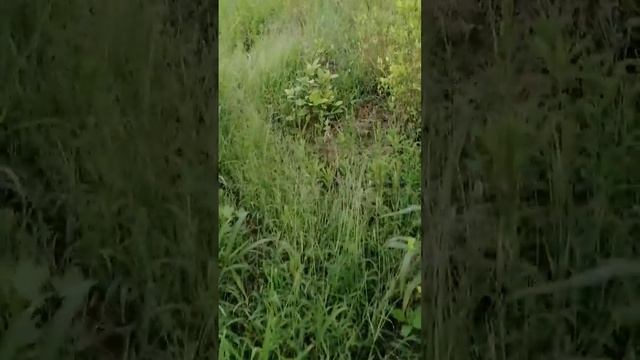 Como la Mata de Coca muere en el Catatumbo Colombia.