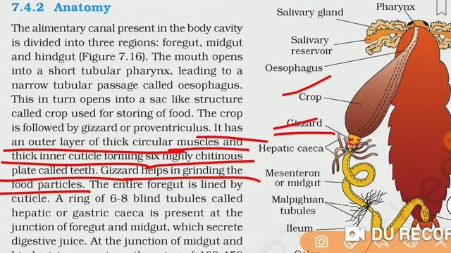 Alimentary canal  of cockroach (Periplaneta americana)