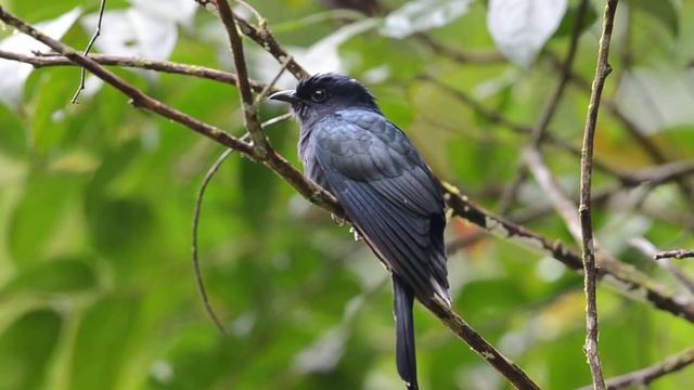 Drongo Cuckoo