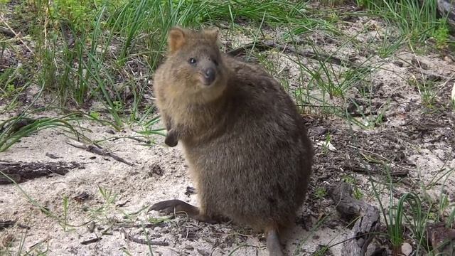 遇見超古錐的短尾矮袋鼠@澳洲.羅特尼斯島 Rottnest Island (2017.10.10)