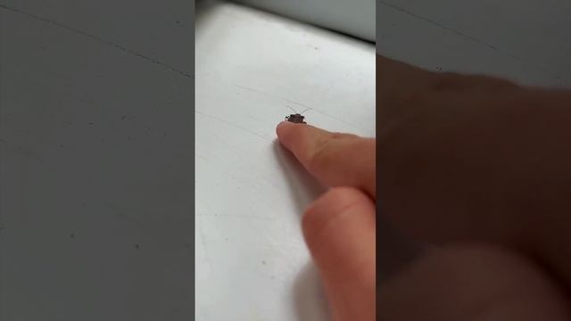 насекомые,которые нас окружают